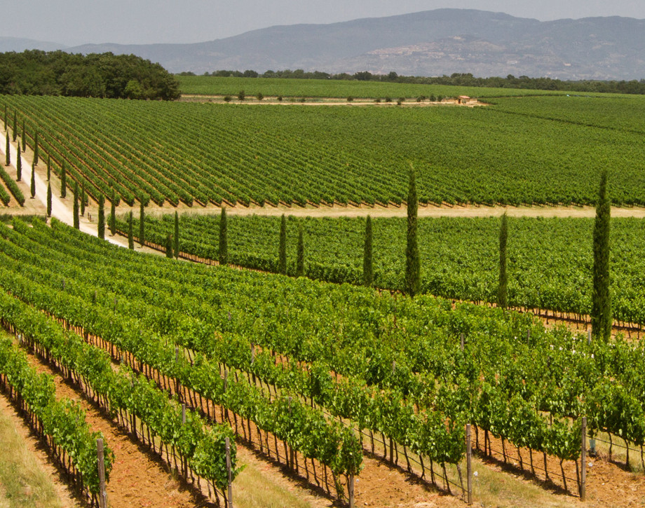 Die Weinberge. Zwischen Tradition und Innovation